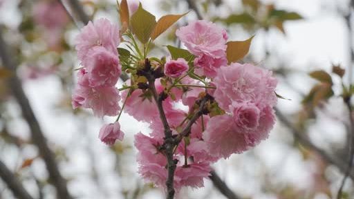 【组图】云赏花 | 犍为百花齐…
