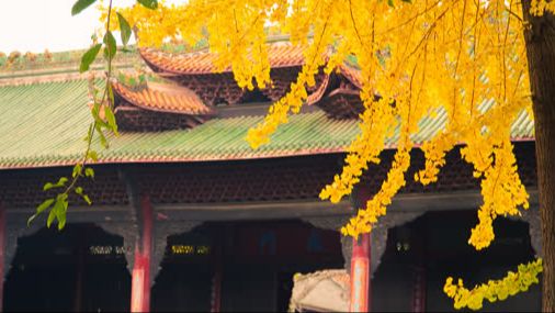 冬日，来犍为吧！共赴一场金色…